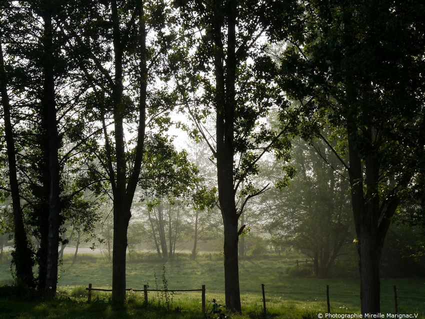 Brume matinale